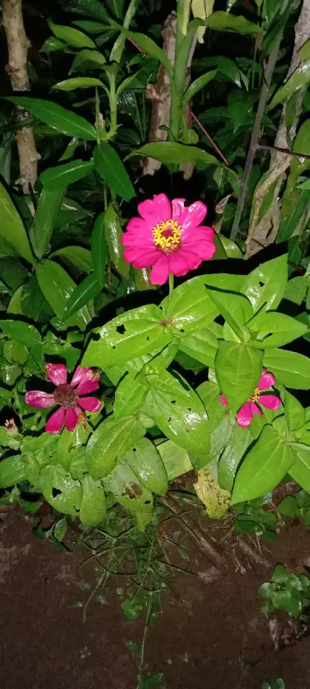 Mencari pekerjaan  sebagai tukang kebun