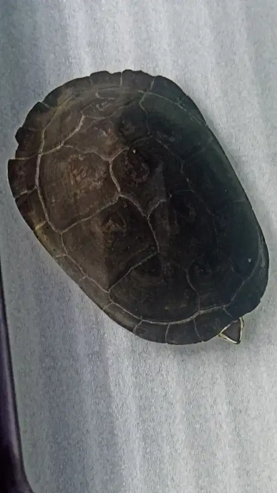 Kura kura betina sudah dewasa