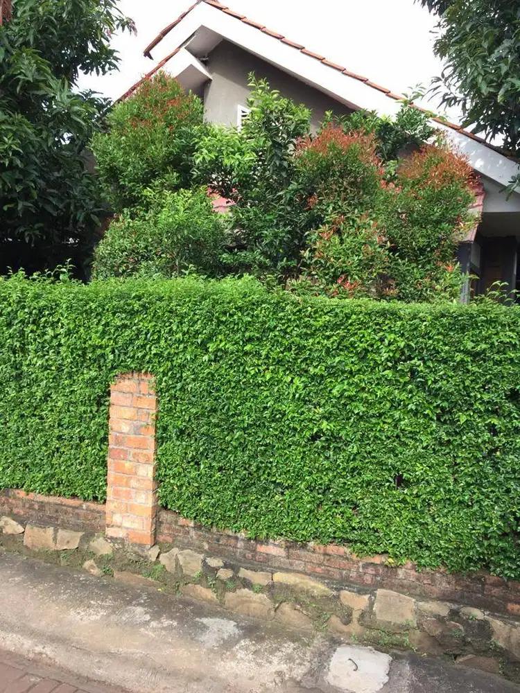 JUAL RUMAH ASRI di Kampung. Tanah Luas (depan dan belakang) dan Adem