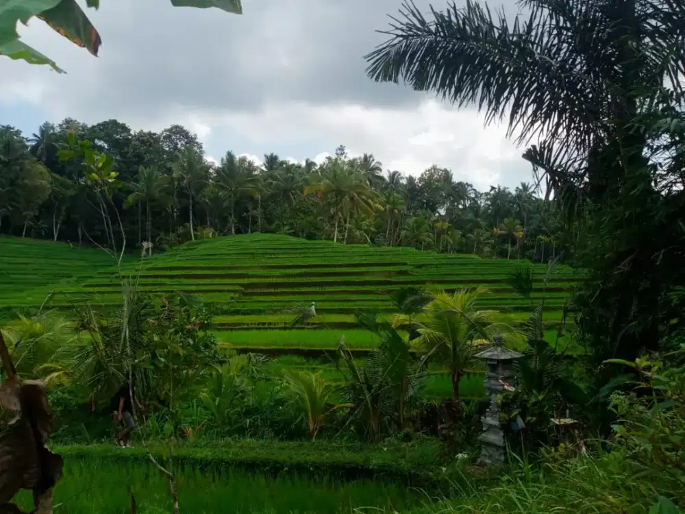 Dijual Tanah View Sawah Terasering Dan Sungai Indah Di Tabanan Bali
