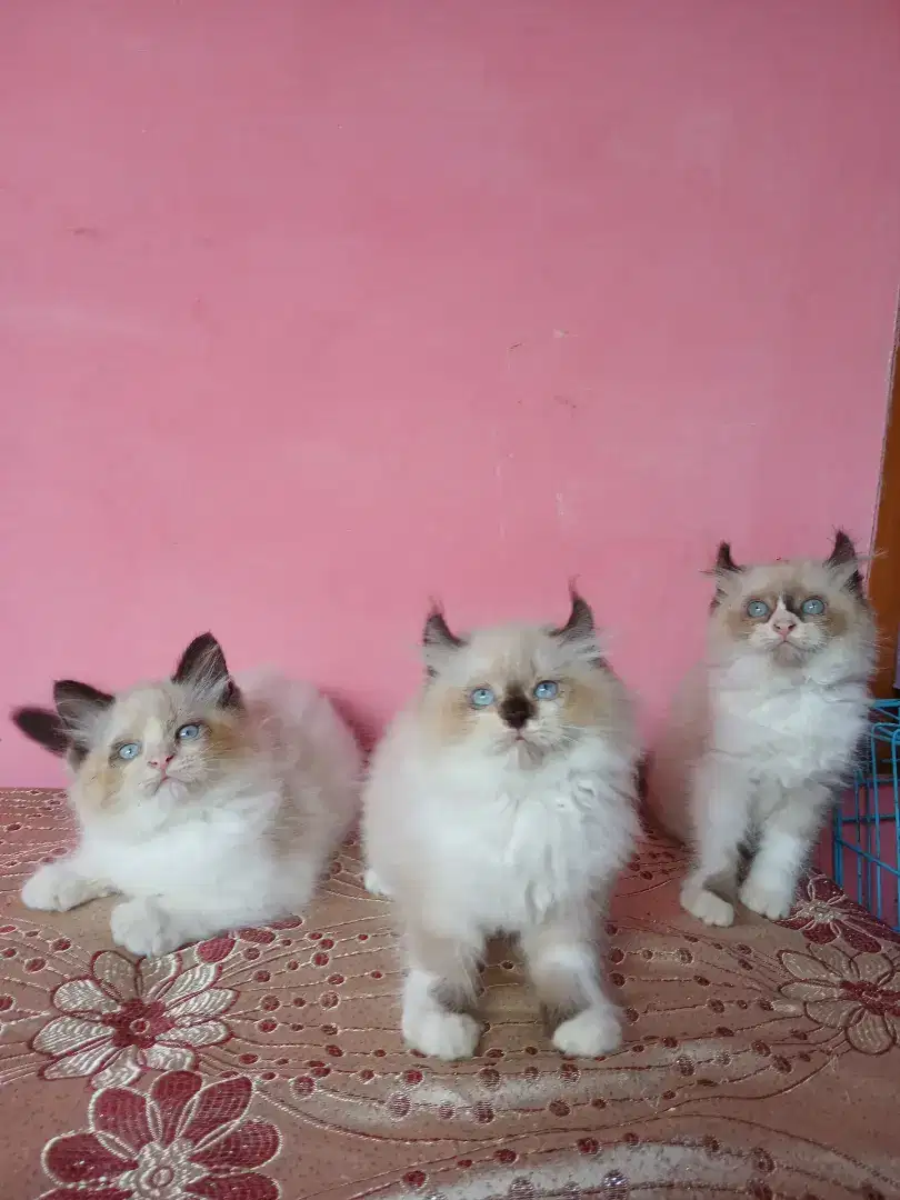 munckin curl x ragdoll