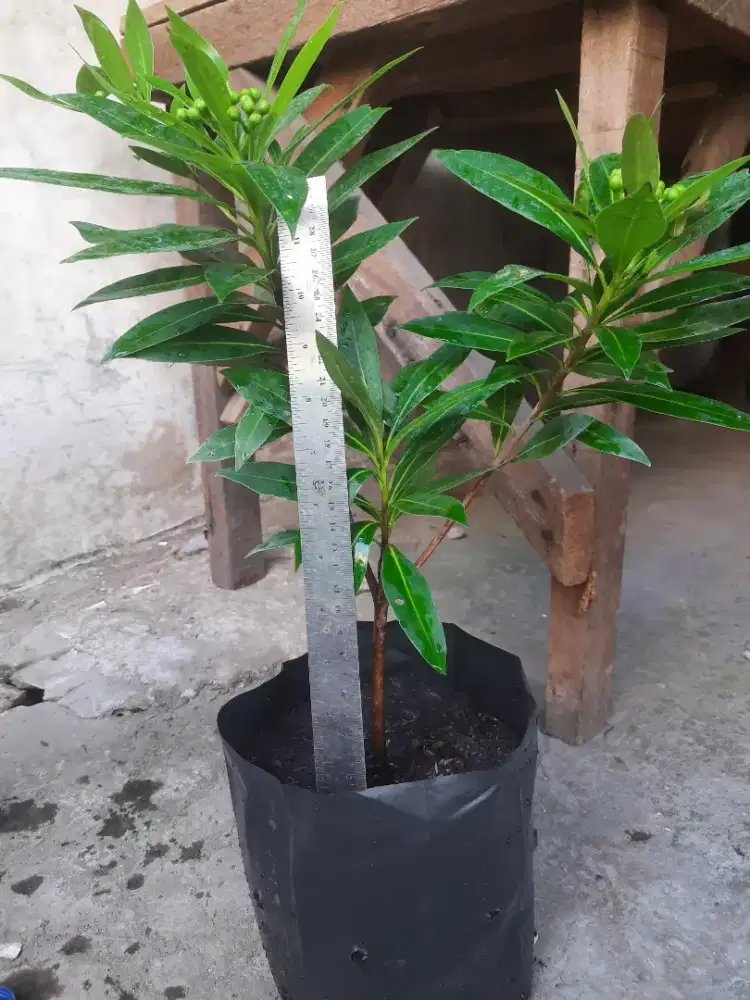 Tanaman Xantos Kuning