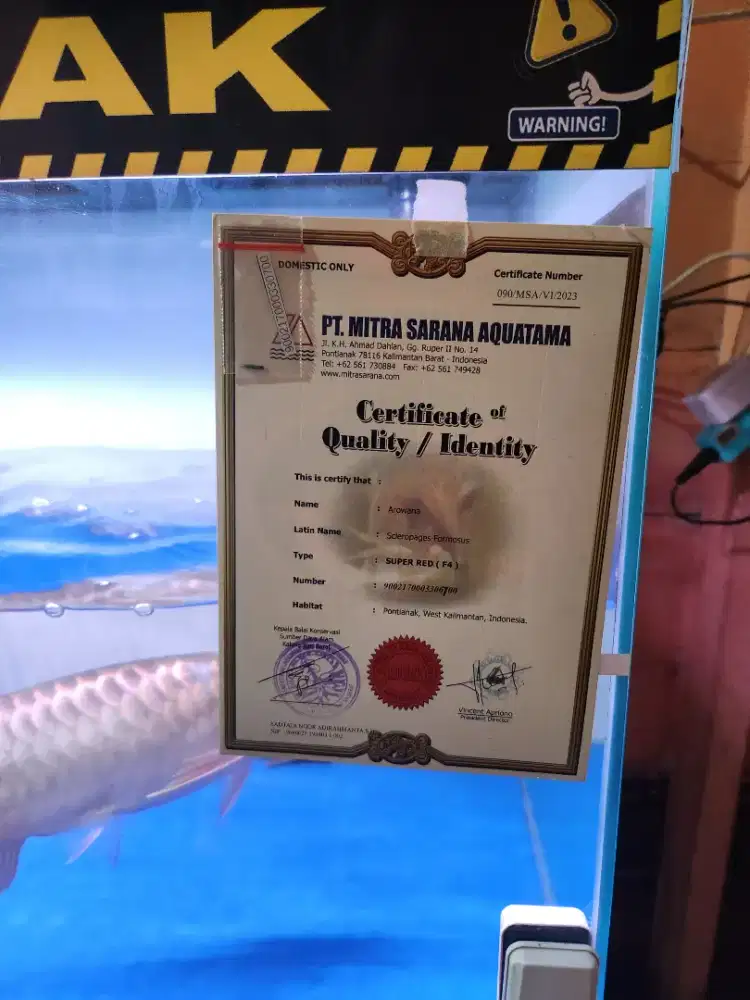 Arwana super red,