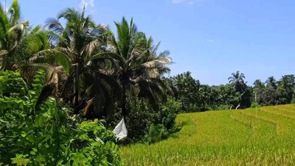 Dijual Tanah Strategis Dengan View Sawah Menjanjikan