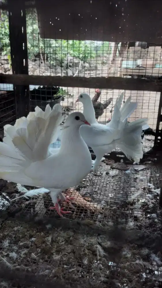 Merpati kipas / hias