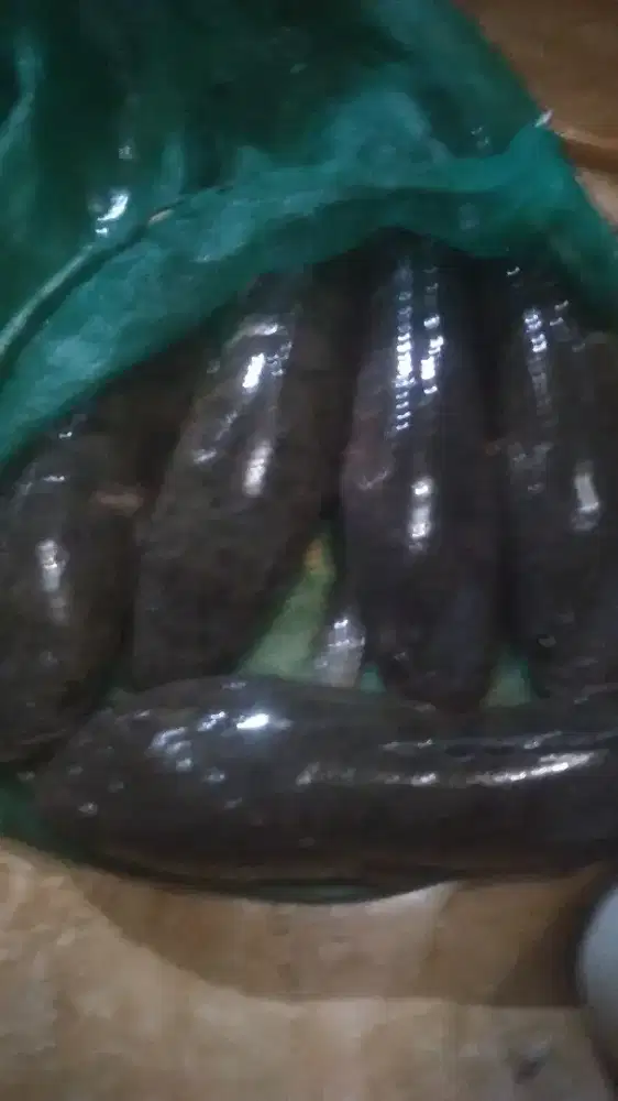 IKAN GABUS atau kotok