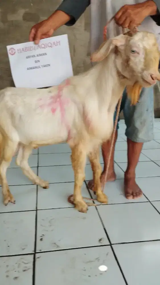 Kambing AQIQAH  murah Surabaya