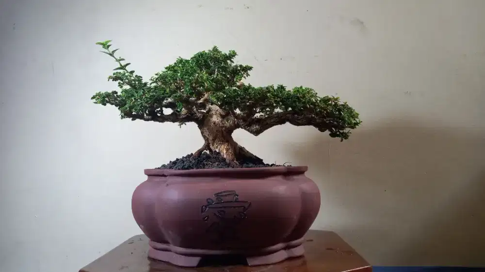 Bonsai sancang kelas kontes bagus