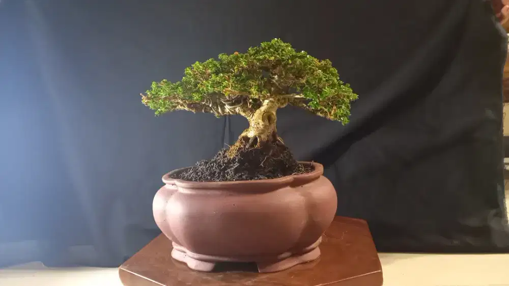 Bonsai sancang kelas kontes