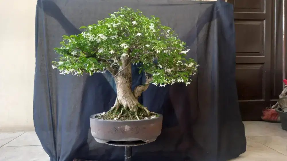 Bonsai Anting Putri Kontes Regional juara harapan