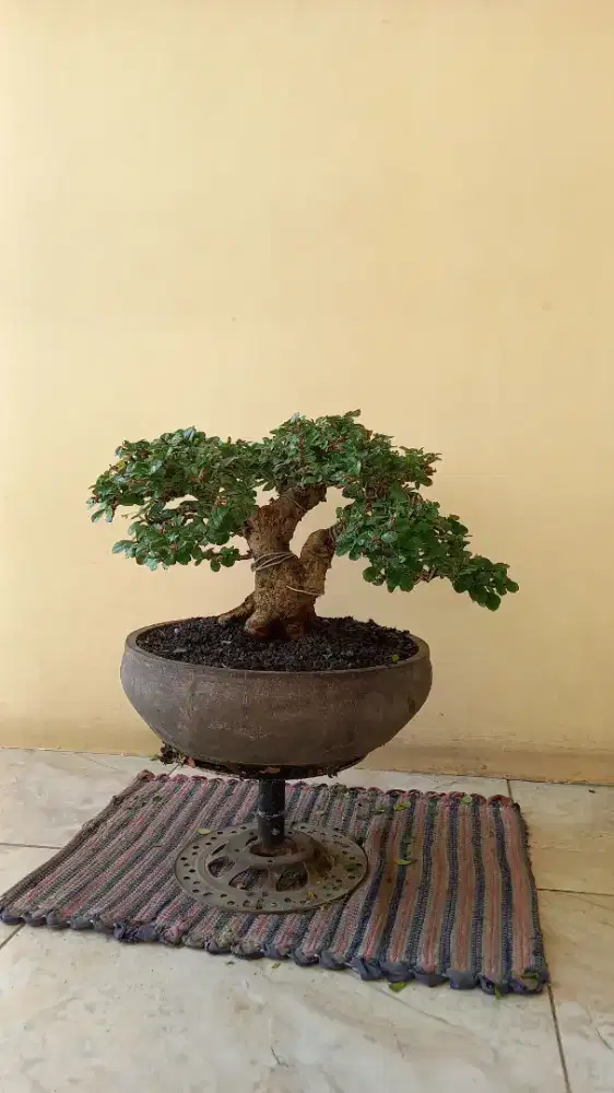 Bonsai HOKIANTEA rasa anting Puteri kelas kontes