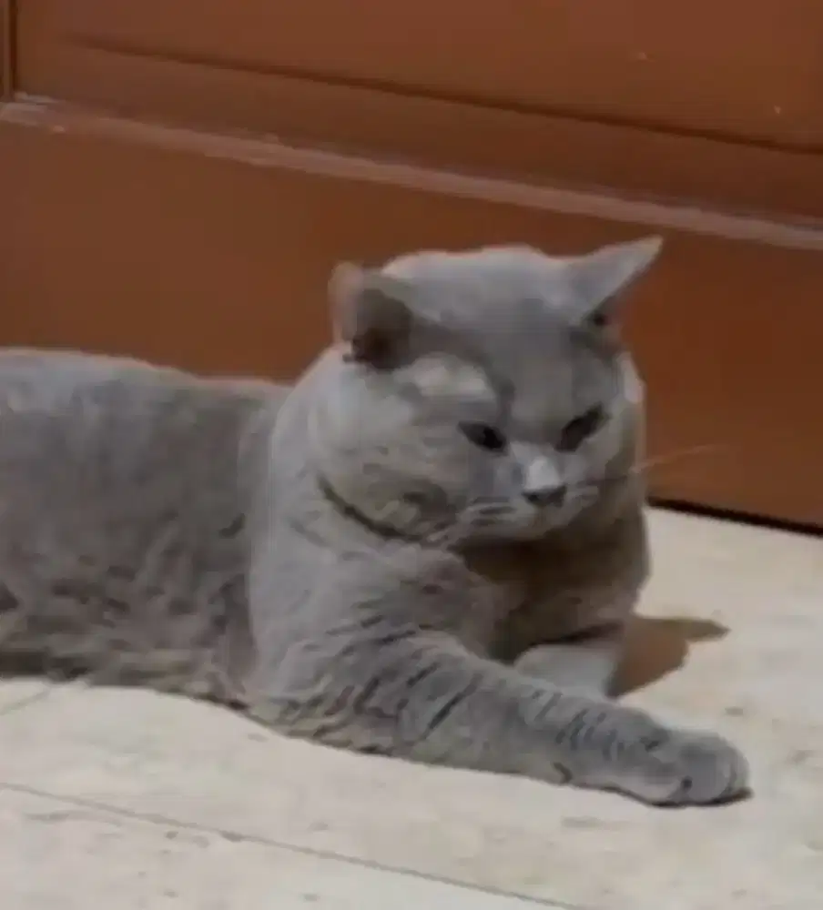 JANTAN BSH JASA PACAK