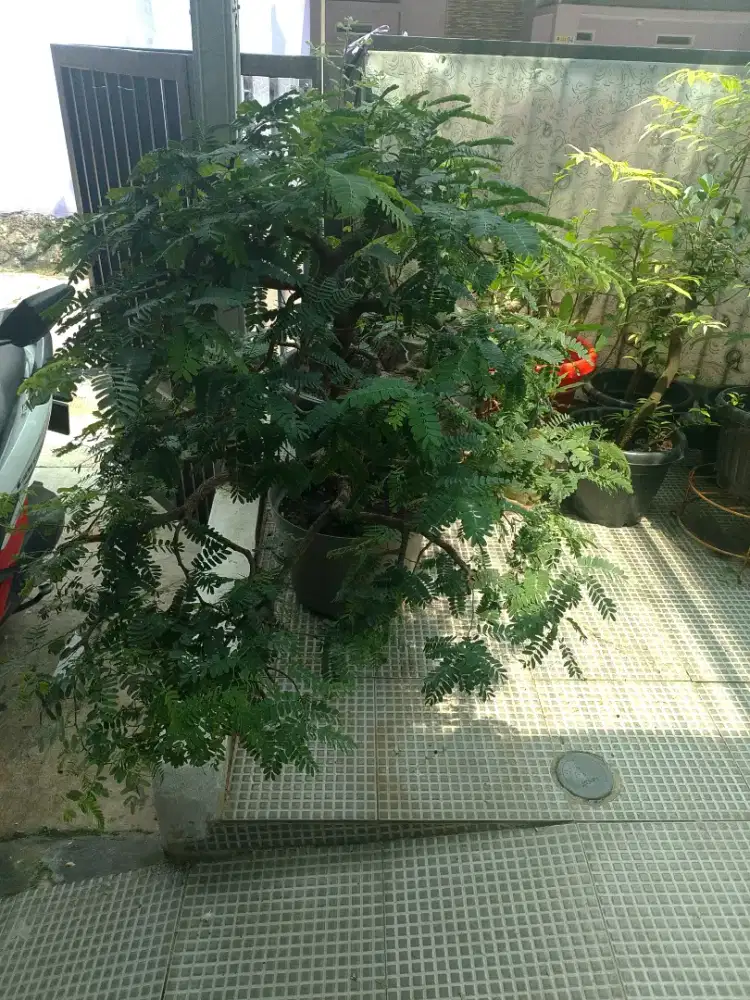 Dijual cepat bonsai kesayangan asem jawa.