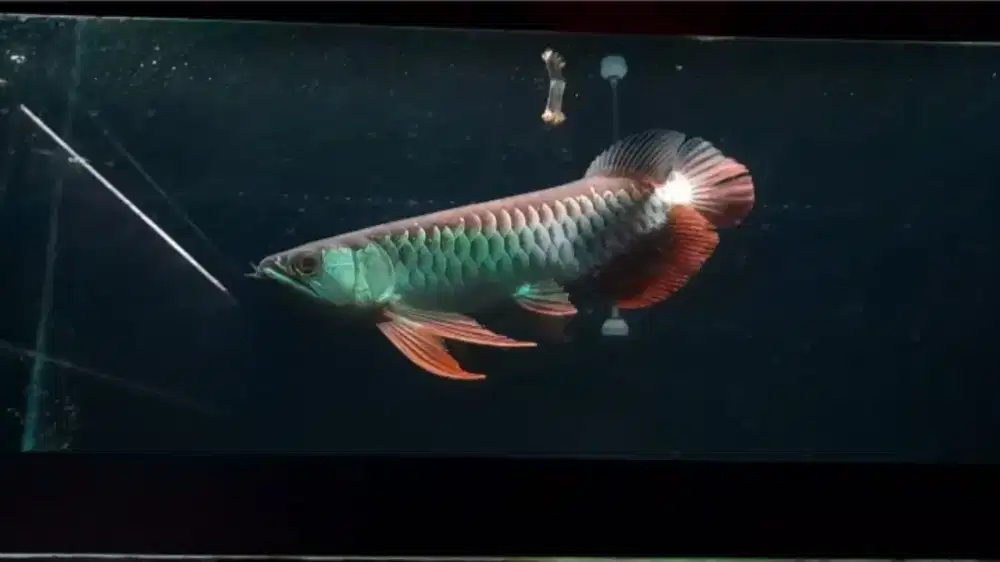 Arowana golden red RTG