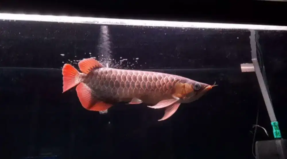 Arowana Super Red 40cm