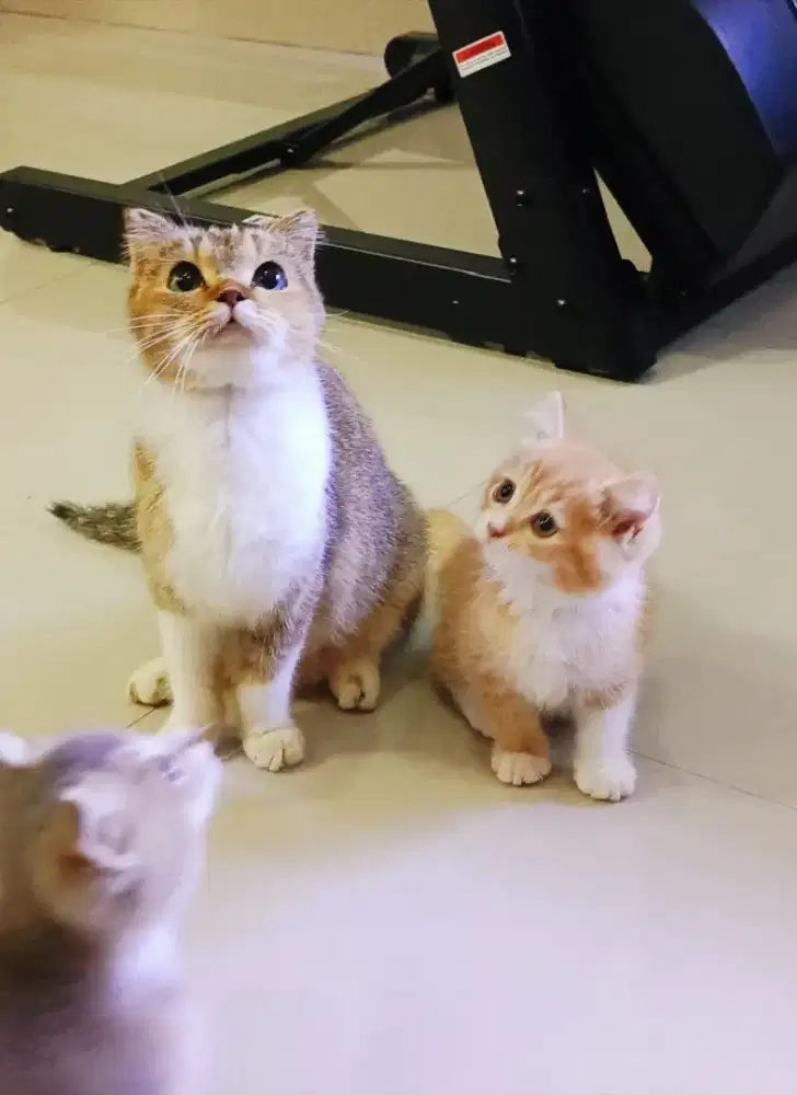 Bsh mix scotis straight,,betina