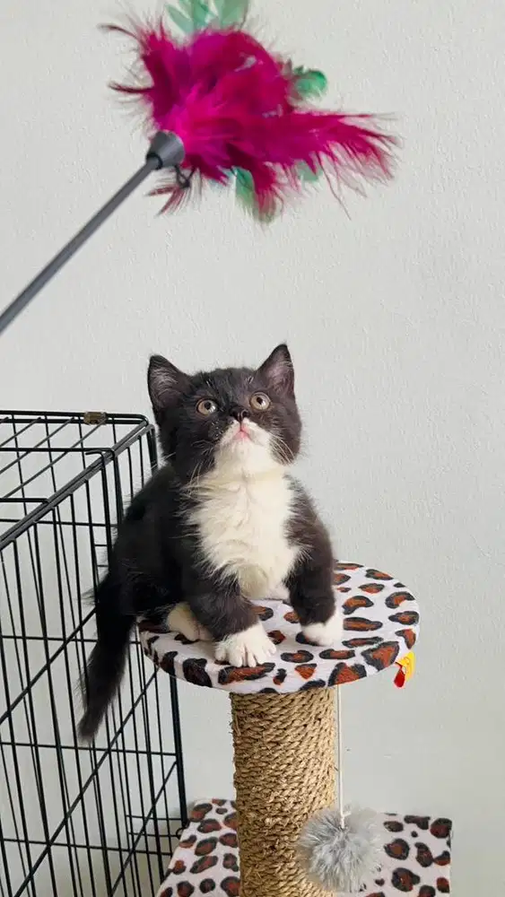 Adopsi kucing munchkin