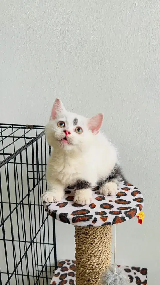 Adopsi kucing munchkin