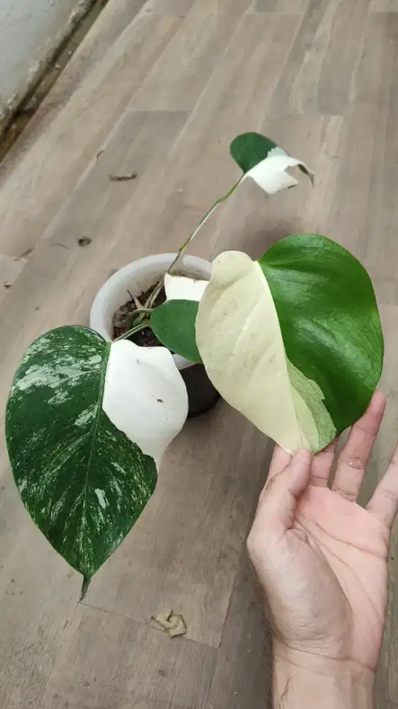Monstera variegata MONVAR halfmoon