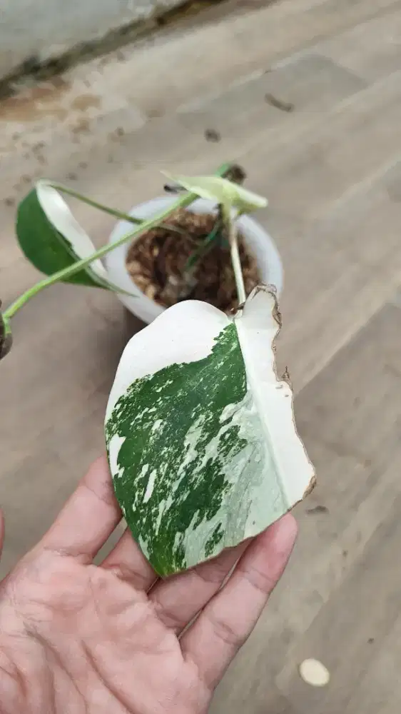 MONVAR MONSTERA VARIEGATA WHITE TIGER ASLI