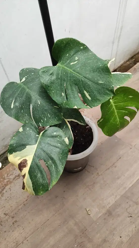 MONTHAI ASLI SIZE MEDIUM NEGO SAMPE JADI