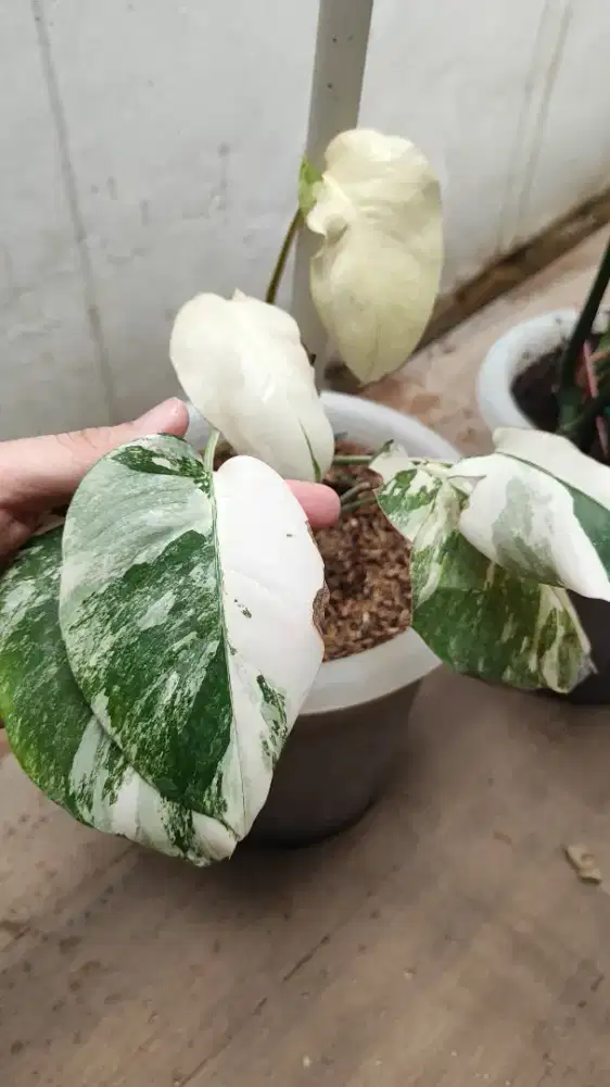monvar marble / monstera variegata