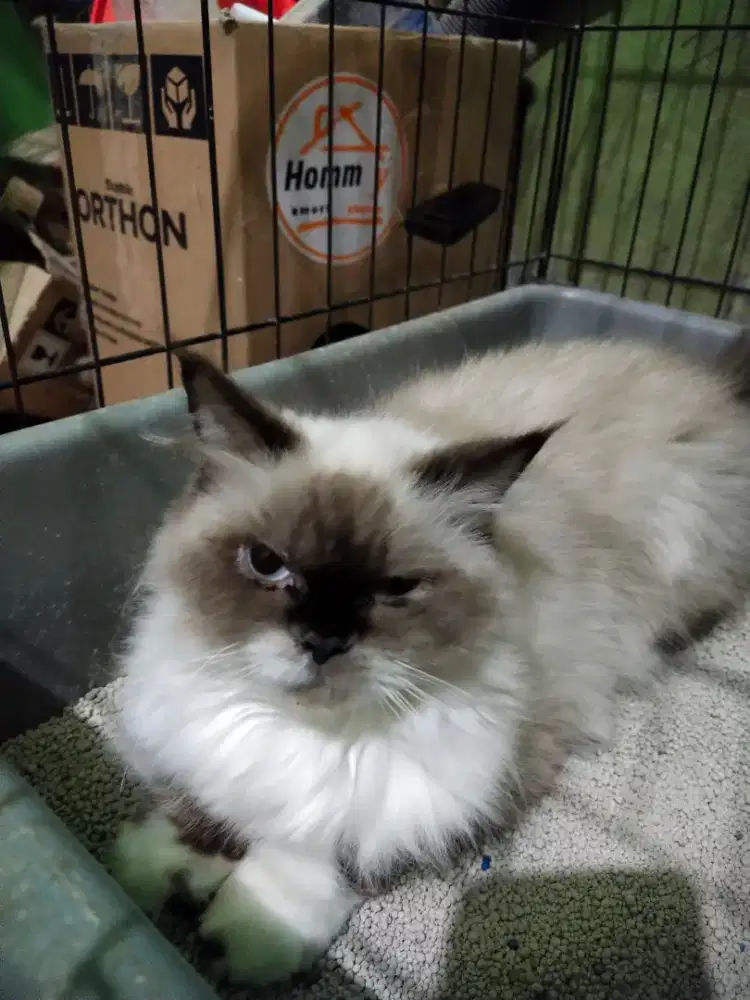 Lepas adopt harga bersahabat