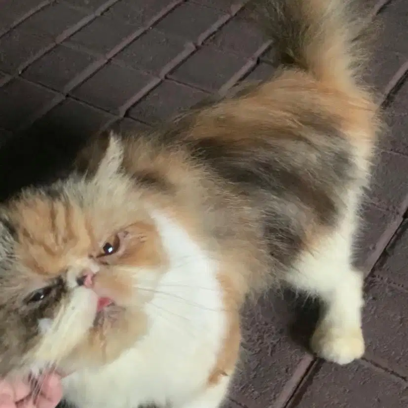 KUCING CALICO PEAKNOSE CALICO