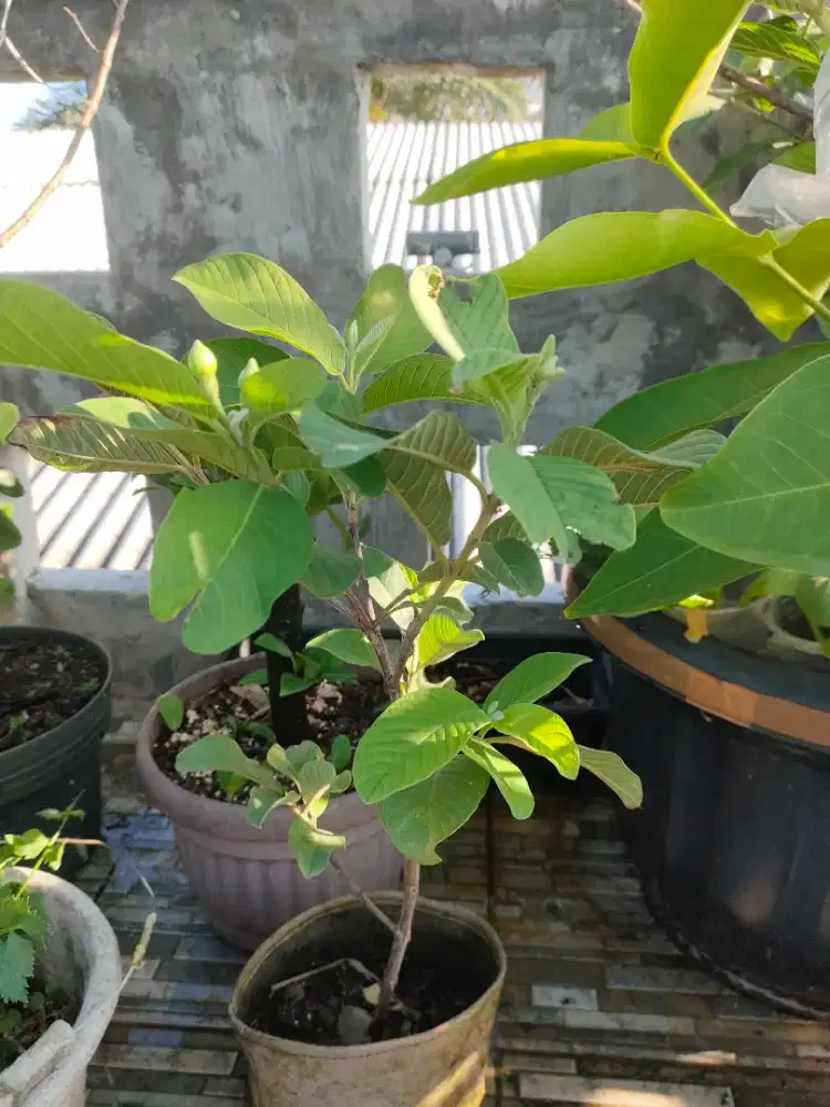 Jambu kristal putih sudah ada bunga