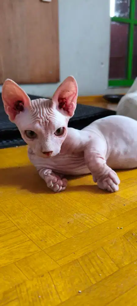 Kucing Sphynx Bambino Kitten