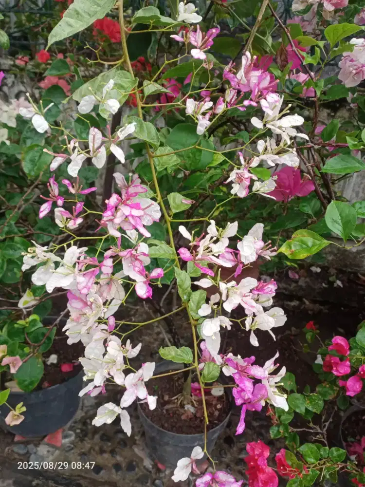 Bunga Bugenvil Bougenville Bidadari ORI Tinggi 3, 5m Rimbun Subur