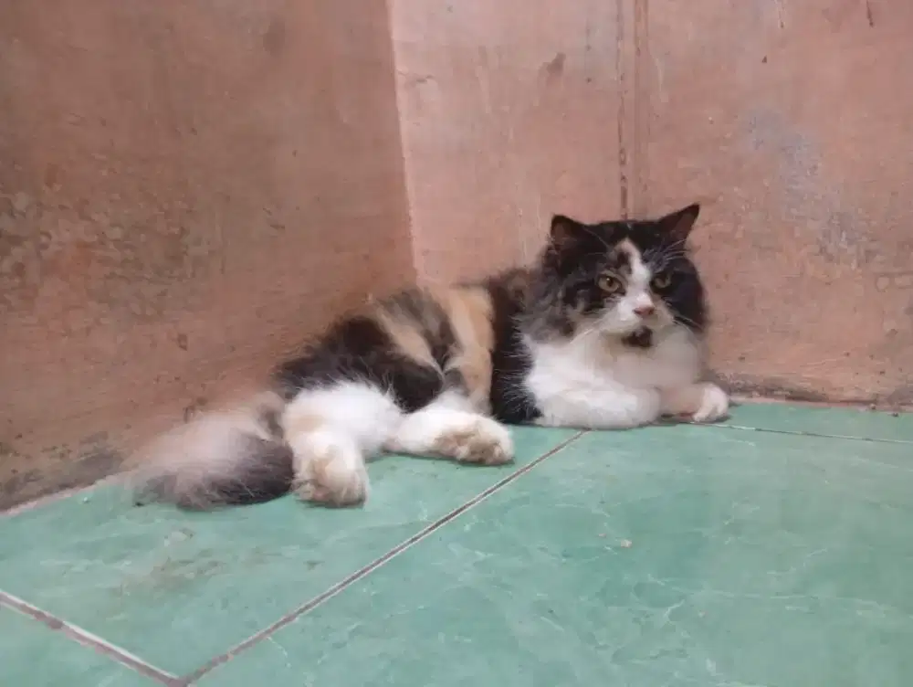 Kucing Anggora Persia