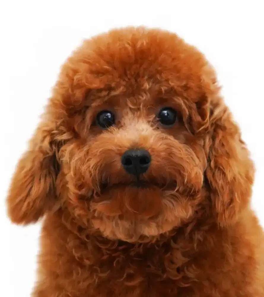 Lepaa adopt poodle jantan stambum