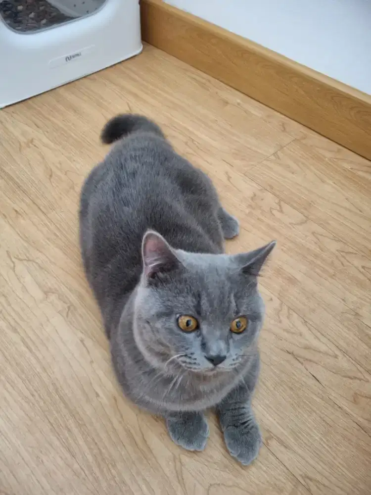 Lepas adopt kucing munchskin jantan