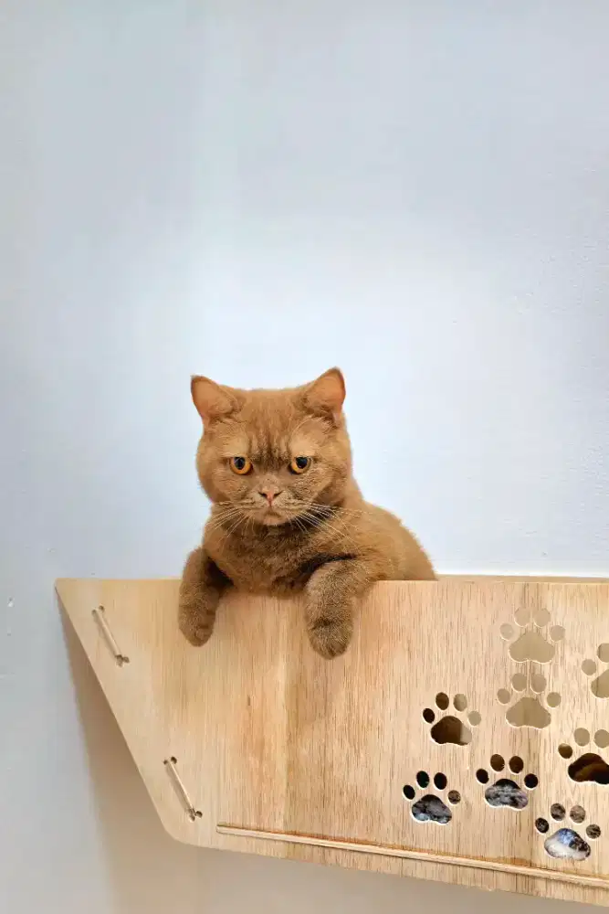 Lepas adopt kucing betina cinamon impor