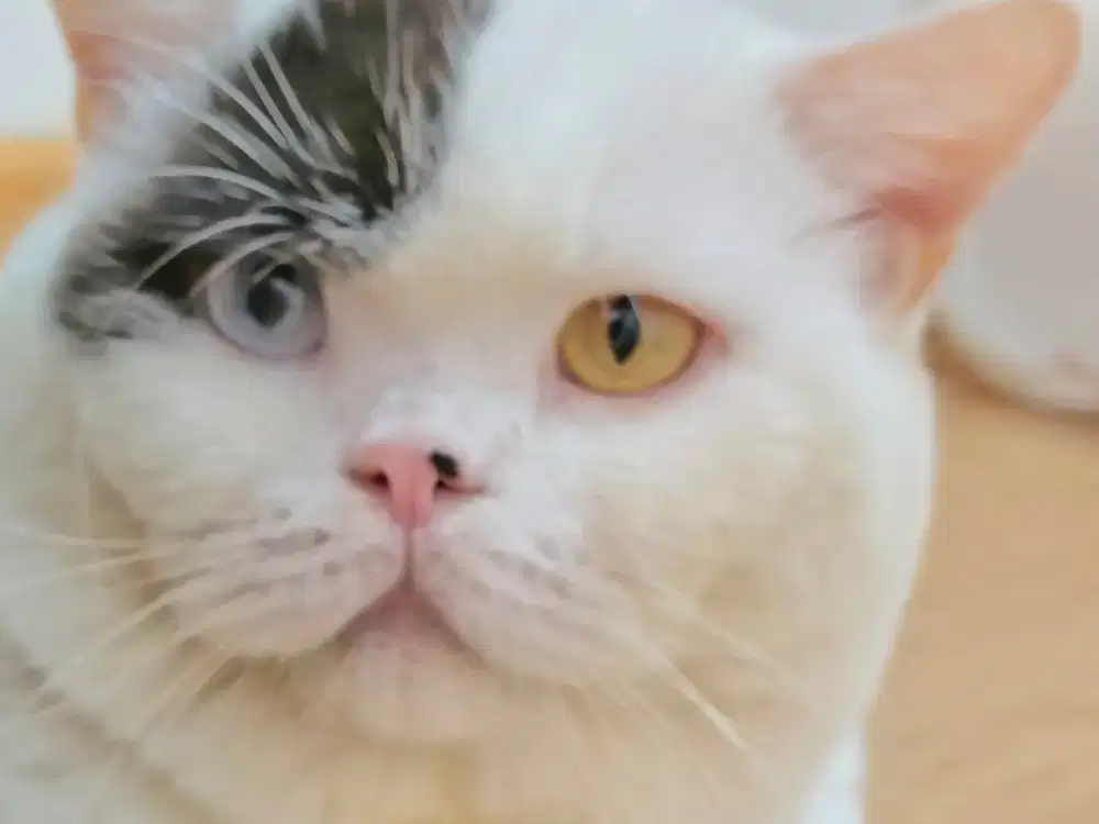 Kucing Bsh impor jantan steril