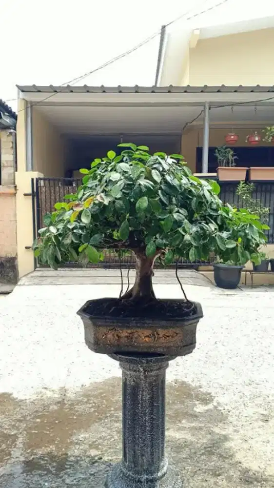 BONSAI BERINGIN IPRIK PUCUK MERAH