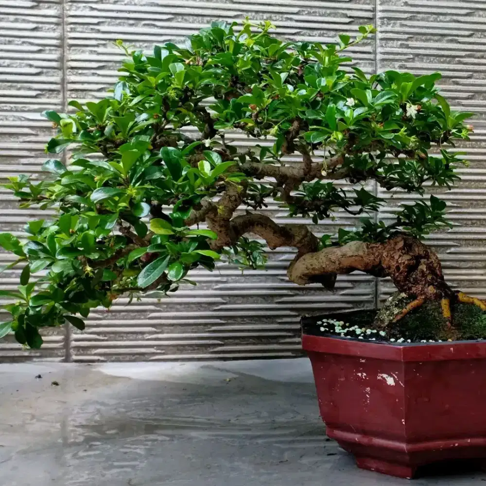 Bonsai Hokiantea Bunga kelas kontes jadi