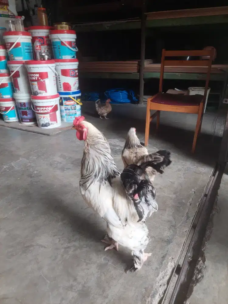 Ayam brahma sepasang Light Colombian