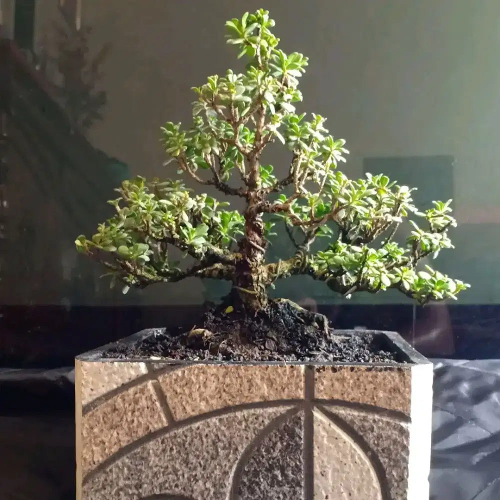 Bonsai Santigi MAME (PempisAcidula)