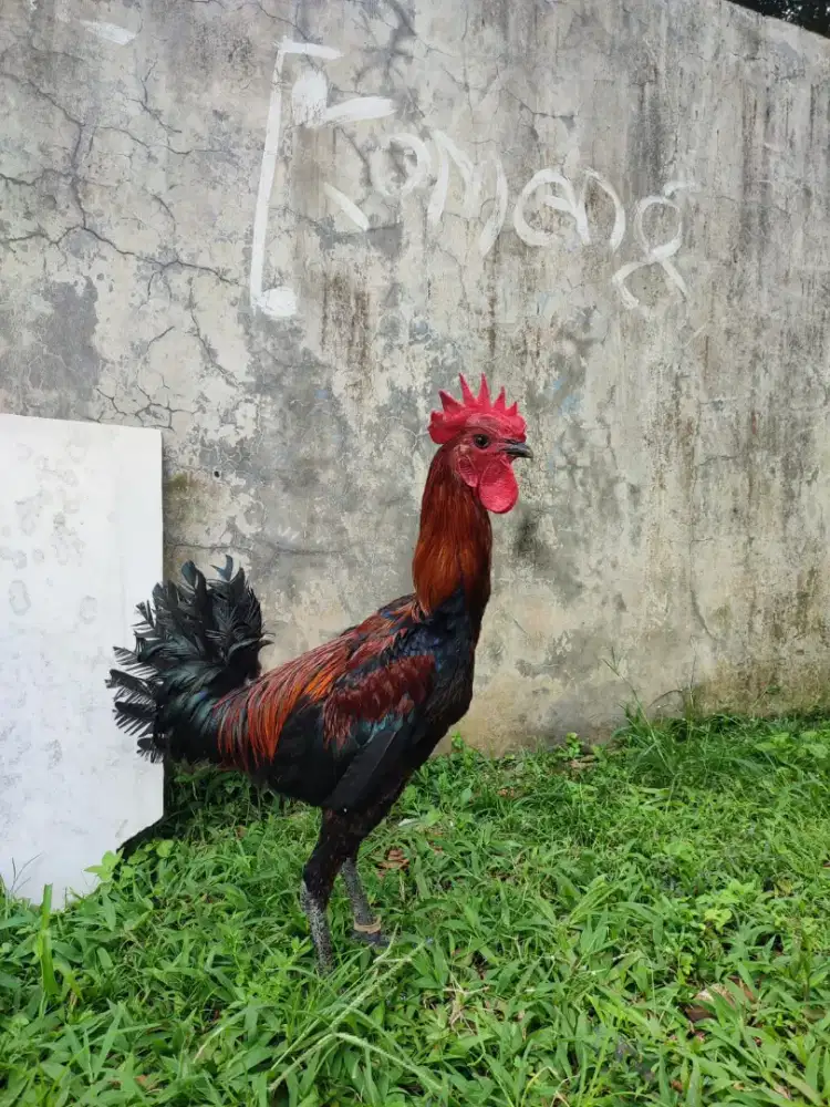 PELUNG CIANJUR JUMBO 7 Bulan RAJIN KOKOK ADA KEMBARANNYA