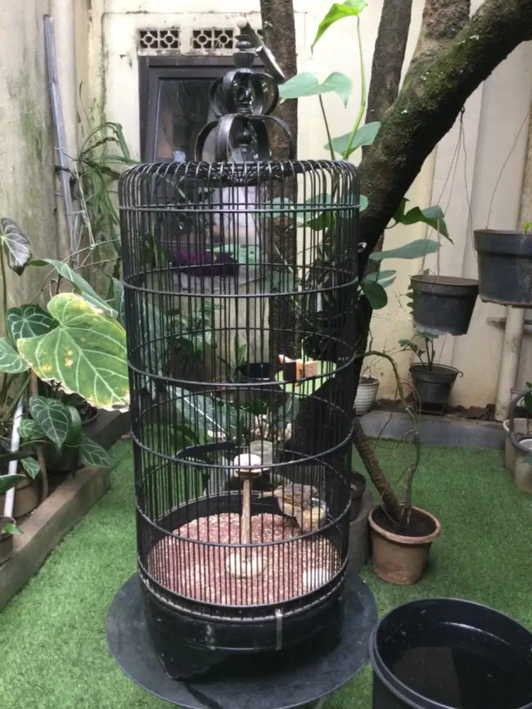 Branjangan Parva + Kandang Lengkap