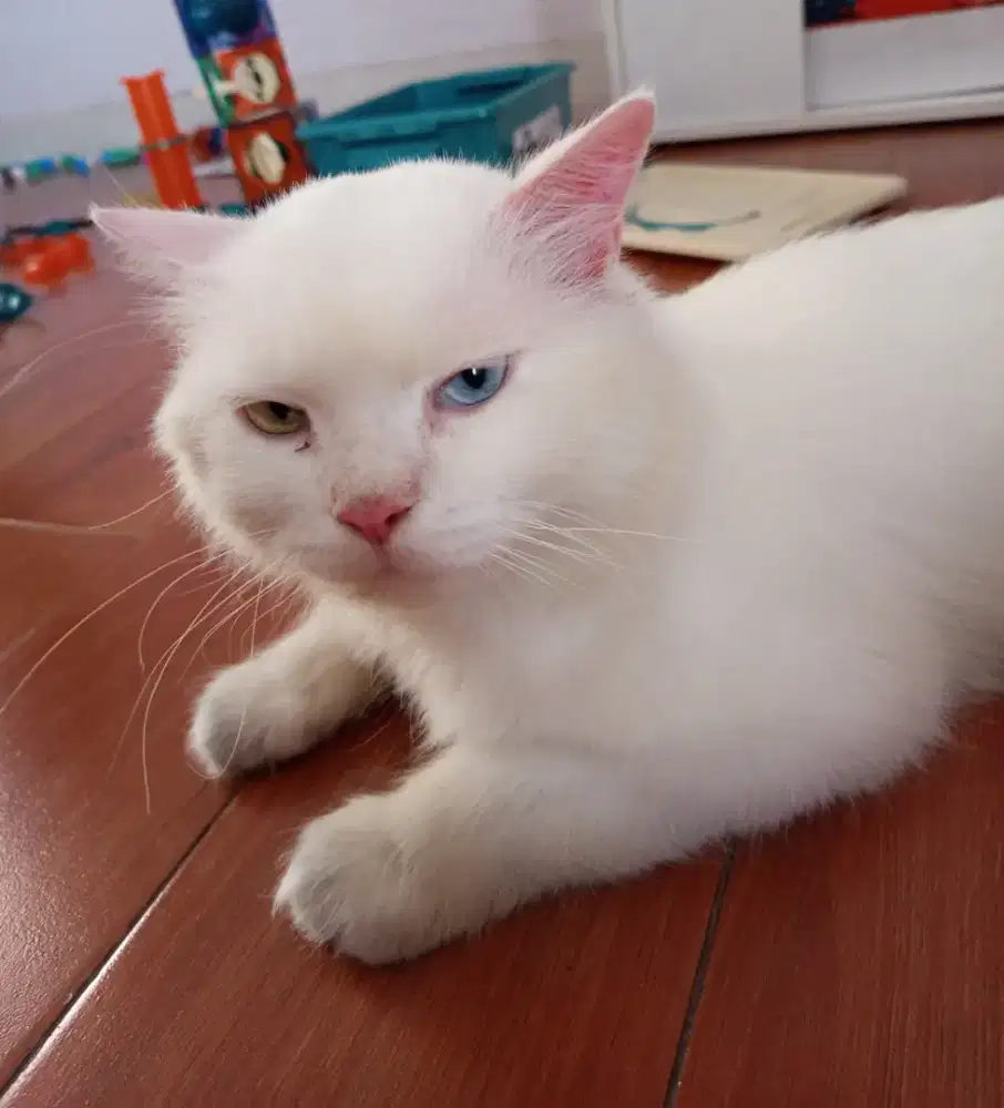 Open adopt kucing persia putih jantan mata odd eye
