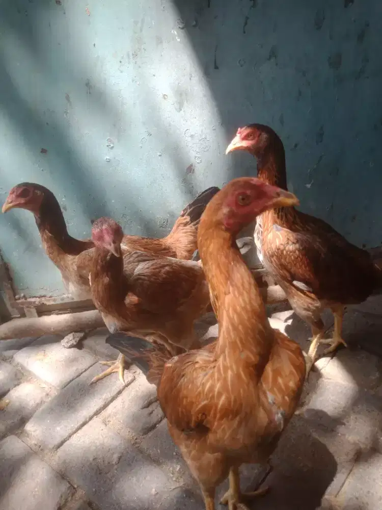 Ayam bangkok obral Calon Indukan Istimewa