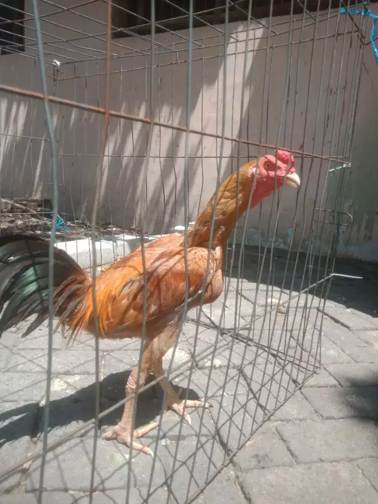 Ayam bangkok obral Calon Indukan Istimewa