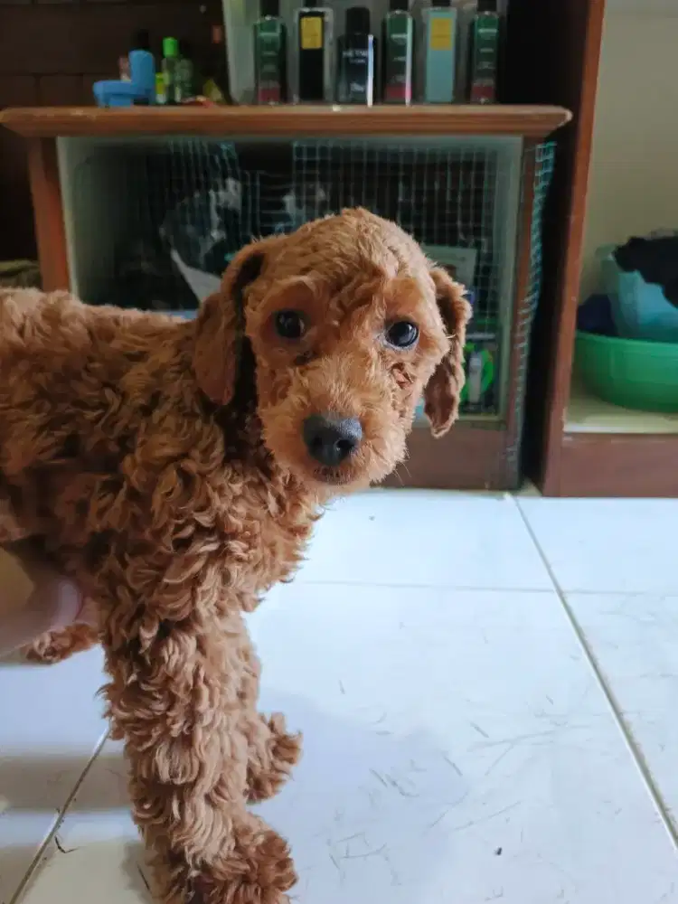 Puppy Red Toy Poodle