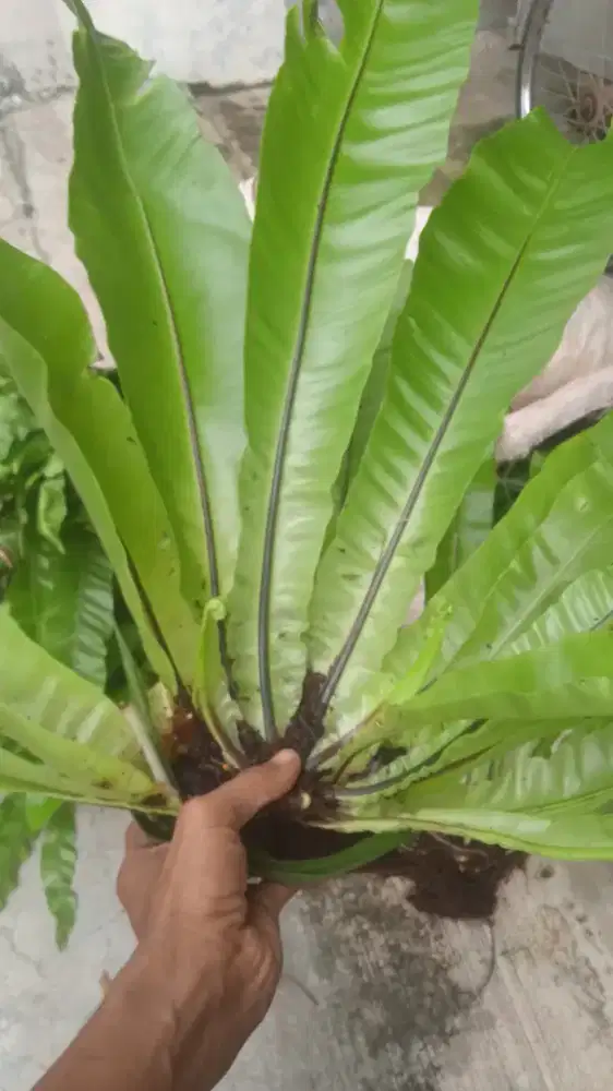 Kandaka sarang burung