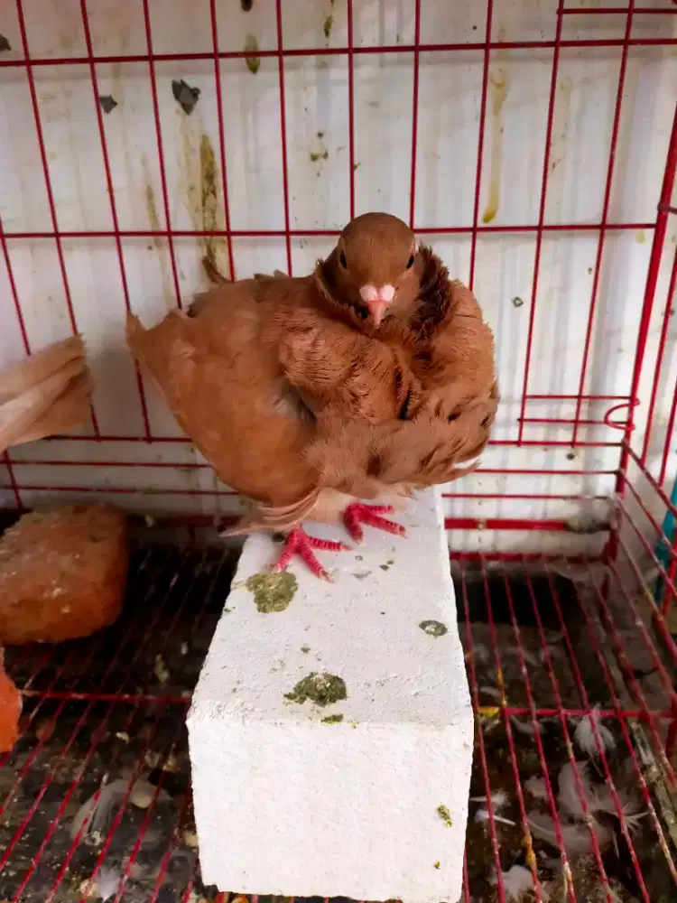 Merpati hias chines ovel sepasang