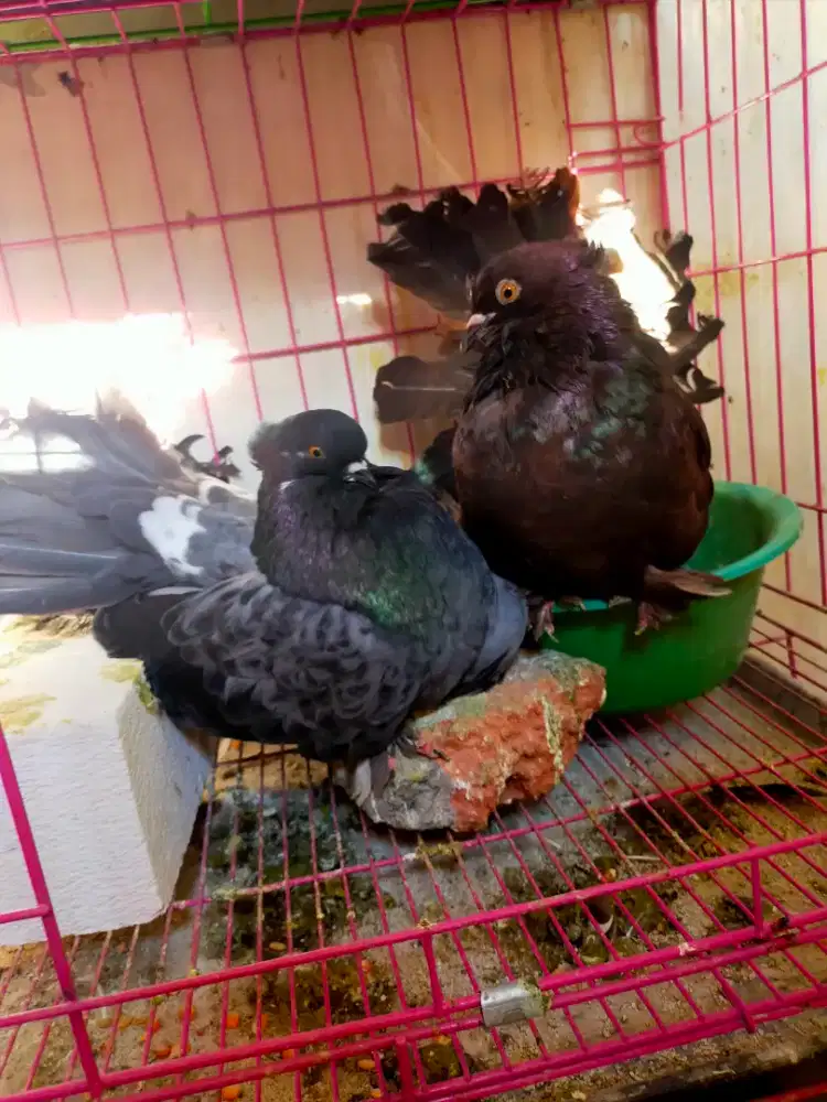 Merpati hias kipas IF sepasang