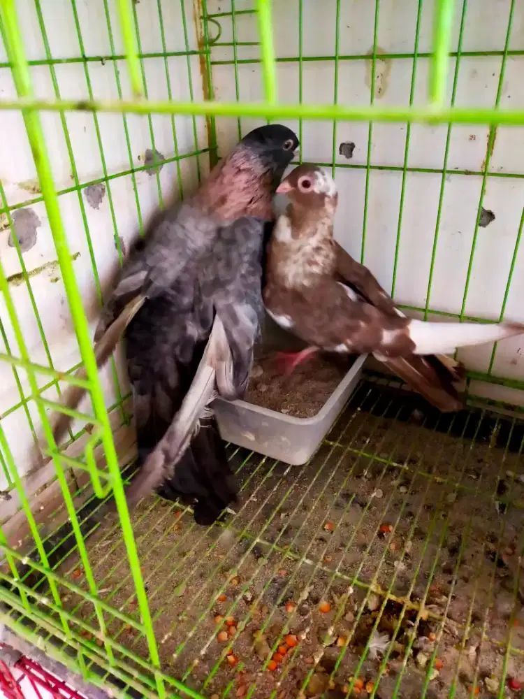 Merpati hias sepasang egypt